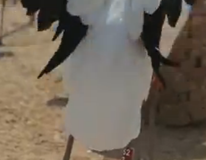 丹顶鹤的头部红色有毒，尾巴是黑色的吗？