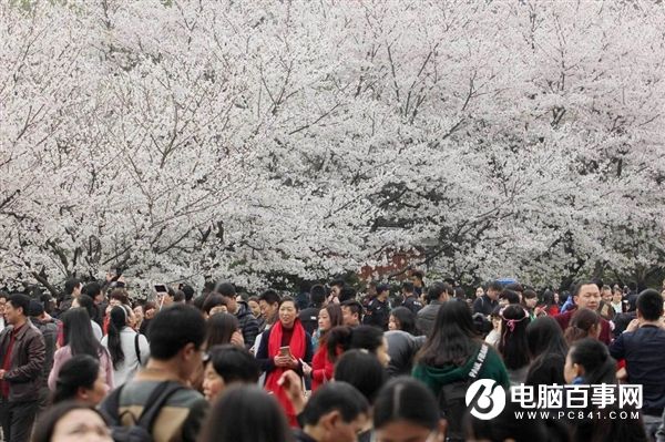 武大樱花吸引数万游客 网友：看人海是樱花的梦想