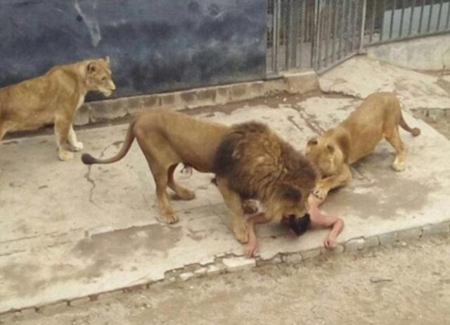 男子闯入狮笼自杀 饲养员为救人杀两兽