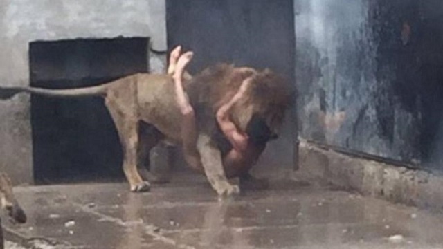 男子闯入狮笼自杀 饲养员为救人杀两兽