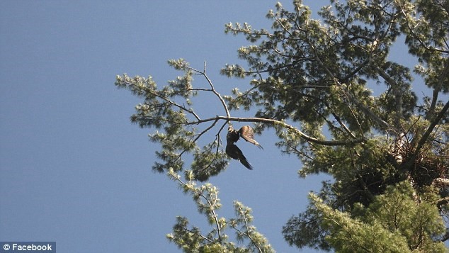 美国一只秃鹰被困23米高树枝上 老兵开枪打断树枝救下
