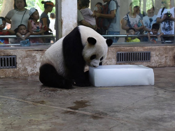 武汉36度高温 大熊猫抱冰块打滚成网红