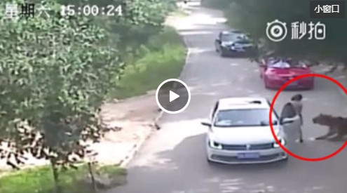 北京动物园女子私自下车被老虎咬死视频：瞬间被拖走