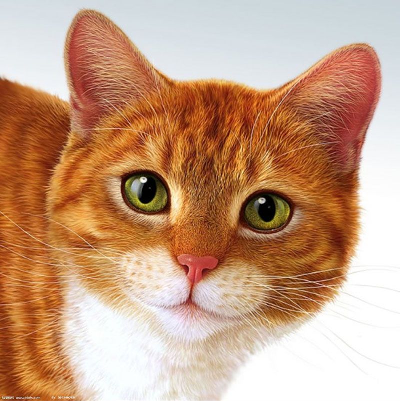 Photoshop绘制非常萌的小猫头像