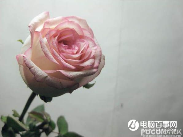 Photoshop打造温馨的暖色室内玫瑰花图片教程