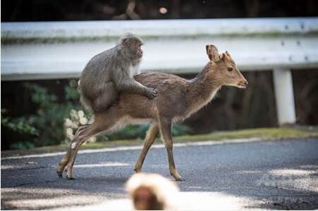 日本公猕猴与母鹿