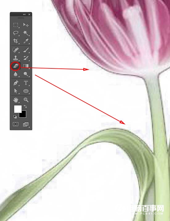 Ps利用背景橡皮擦工具快速抠出背景单一的花朵教程