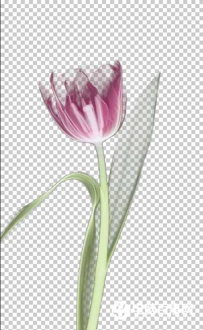 Ps利用背景橡皮擦工具快速抠出背景单一的花朵教程
