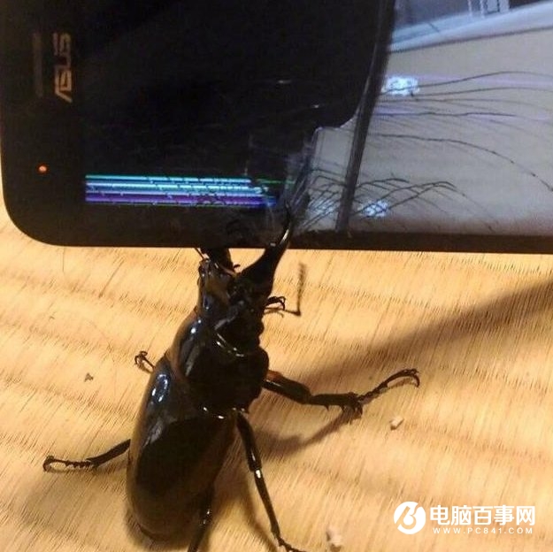 手机屏幕竟被一只虫子夹碎！屏幕厂商尴尬了