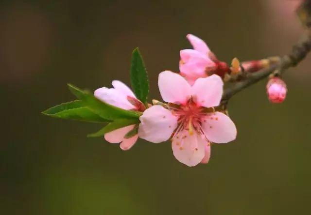 三月桃花句子 三月桃花图片大全 真是太美了！
