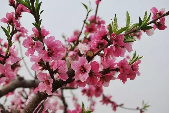 三月桃花句子 三月桃花图片大全 真是太美了！