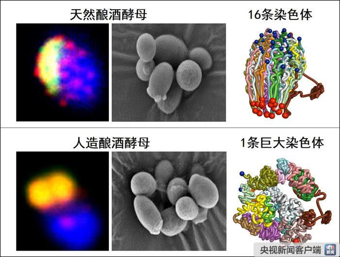 中国科学家重大突破：世界首例人工单染色体真核细胞诞生