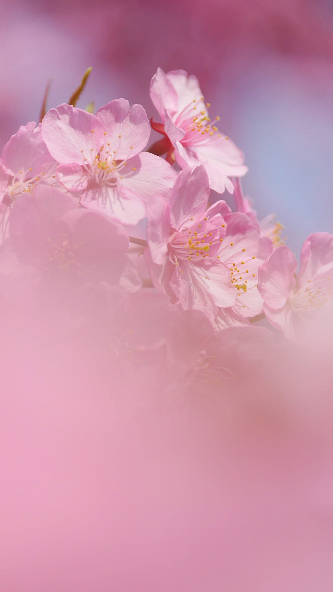 粉色桃花竖屏壁纸图片