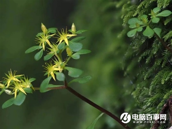 浙江江山发现新物种须女景天：3月发芽、5月开花、7月枯萎_1