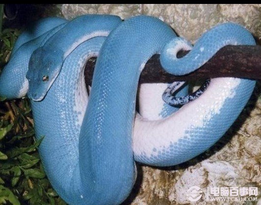 绿树蟒蓝色变异蛇