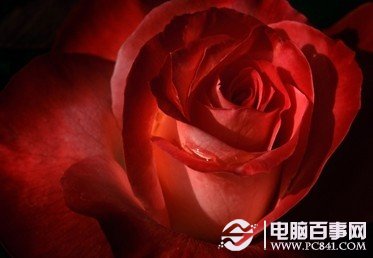 2012情人节桌面壁纸-玫瑰主题
