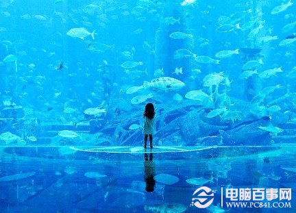 最想去的地方：世界上最大的水族馆，透过玻璃看另一个世界的奇妙