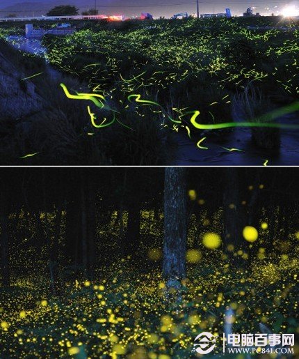 日本田间：成千上万萤火虫飞舞的美丽景象