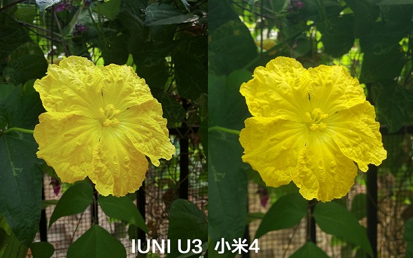 小米4和IUNI U3微距拍照样张对比